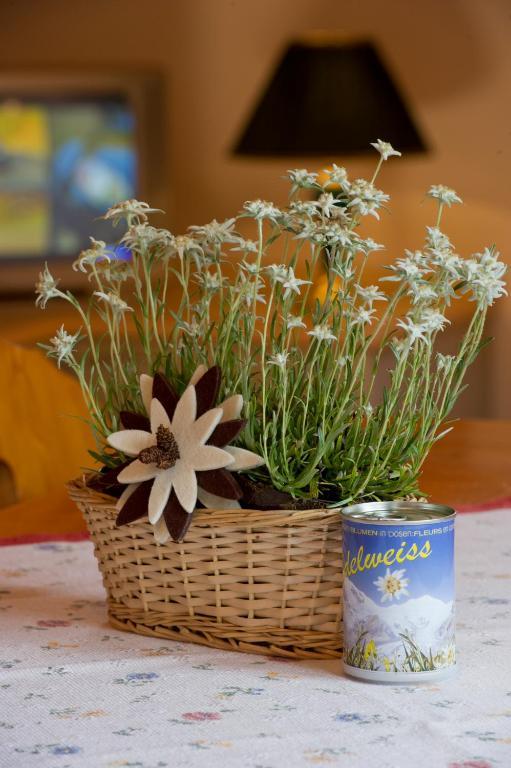 Residence Edelweiss San Martino Di Castrozza Room photo
